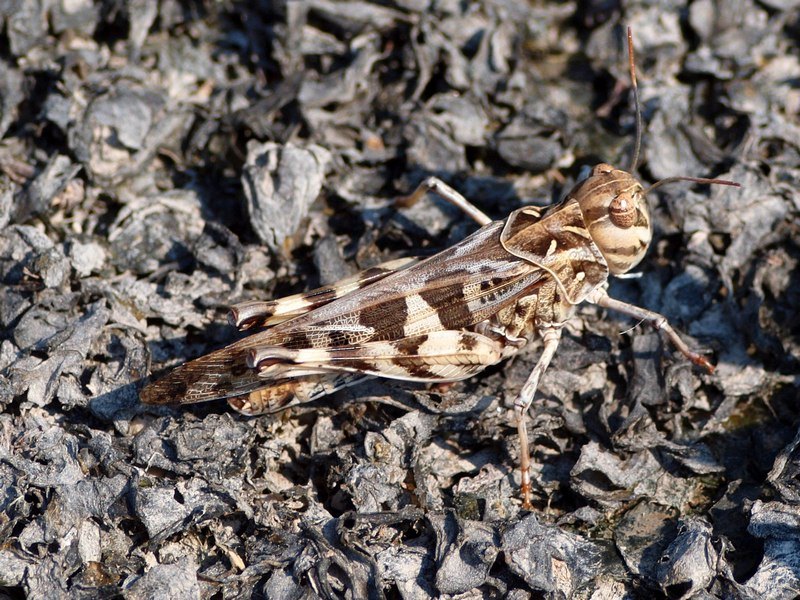 Dubbi: Oedaleus decorus?